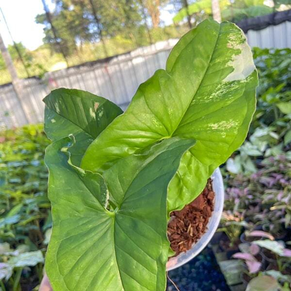 Сингониум YOK SIAM