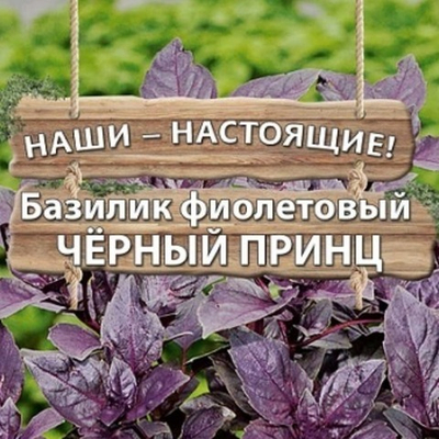 Базилик фиолетовый Чёрный принц
