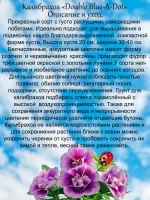 Калибрахоа Блю А Дот махровая трёхцветная