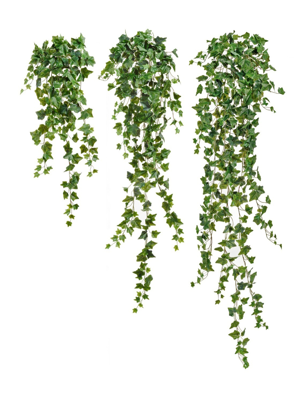 Английский плющ Олд Тэмпл зеленый , в-90 см, 135 см, 170 см