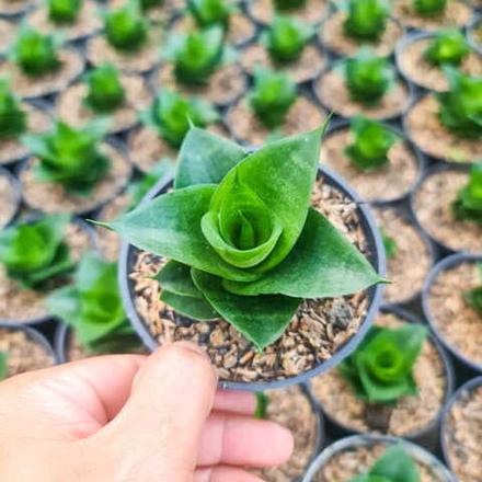 Сансевиерия SHEILA