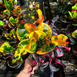 Кротон THOR PHAN