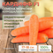 КАРДИФФ F1 семена моркови (Bejo | Alexagro)