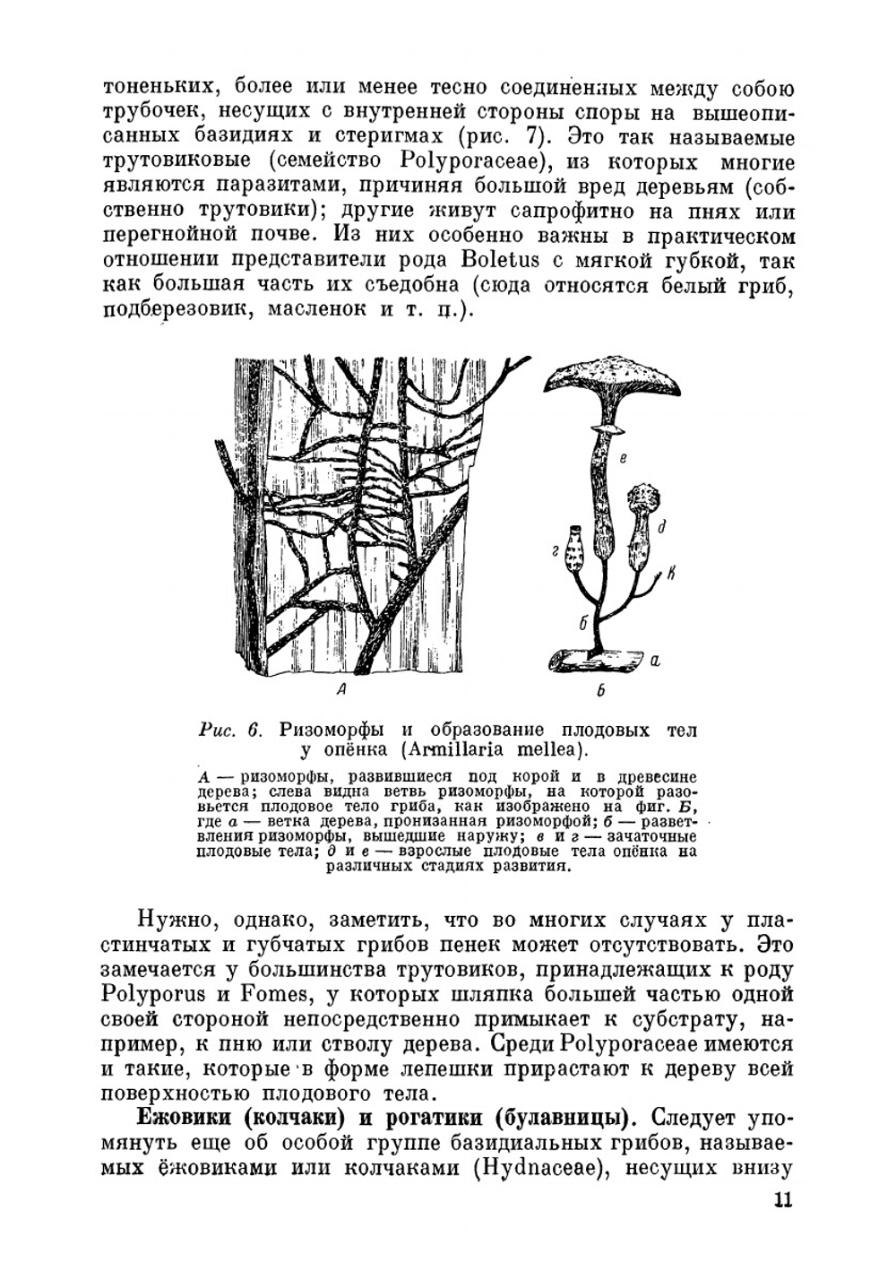 Грибы, их строение, жизнь и значение | М.М. Голлербах