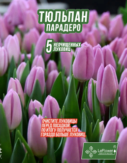 Тюльпан Луковица, Парадеро, 5+шт