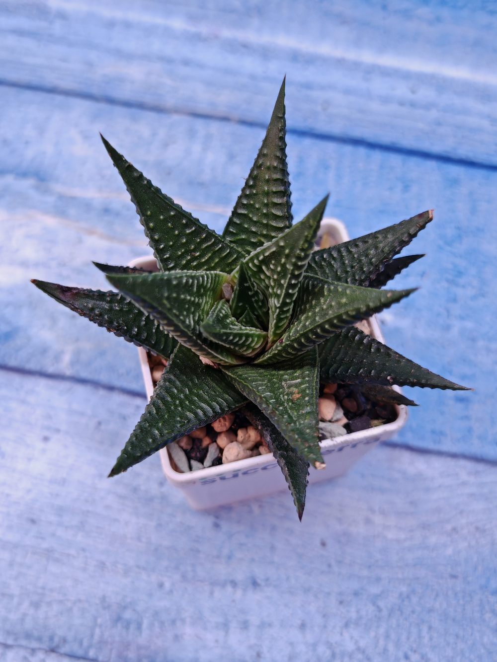 Haworthias Limifolia (Хавортия)