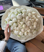 Белые пионы "Shirley Temple"