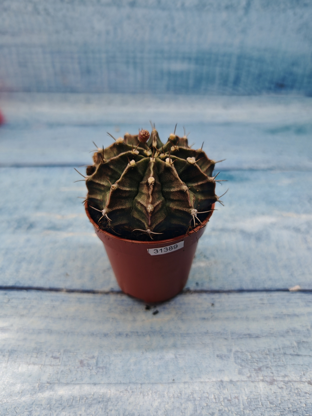 Gymnocalycium Friedrichii (Гимнокалициум)