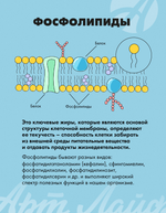 Лецитин-гель, туба Витаминный комплекс с фосфолипидами