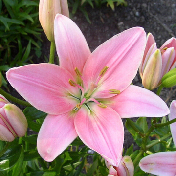 Лилия Кьянти