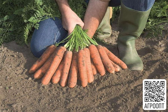 Намур F1 семена моркови нантской (Bejo / Бейо) урожай – фото 2