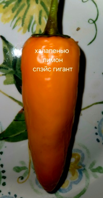 Халапенью лимон спэйс гигант