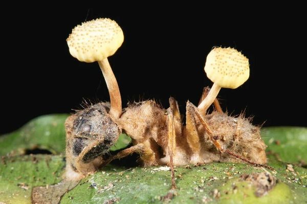 Кордицепс – можно ли использовать гриб вместе с насекомым?