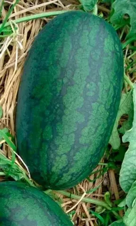 Арбуз Уральский скороспел 3шт Е/П Б/Ф УрДачник