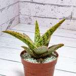 Aloe Carola (Алоэ)