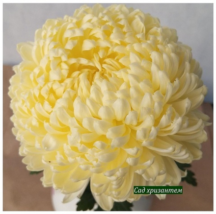 Хризантема одноголовая Creamish white ☘ о.60 (Временно нет в наличии)