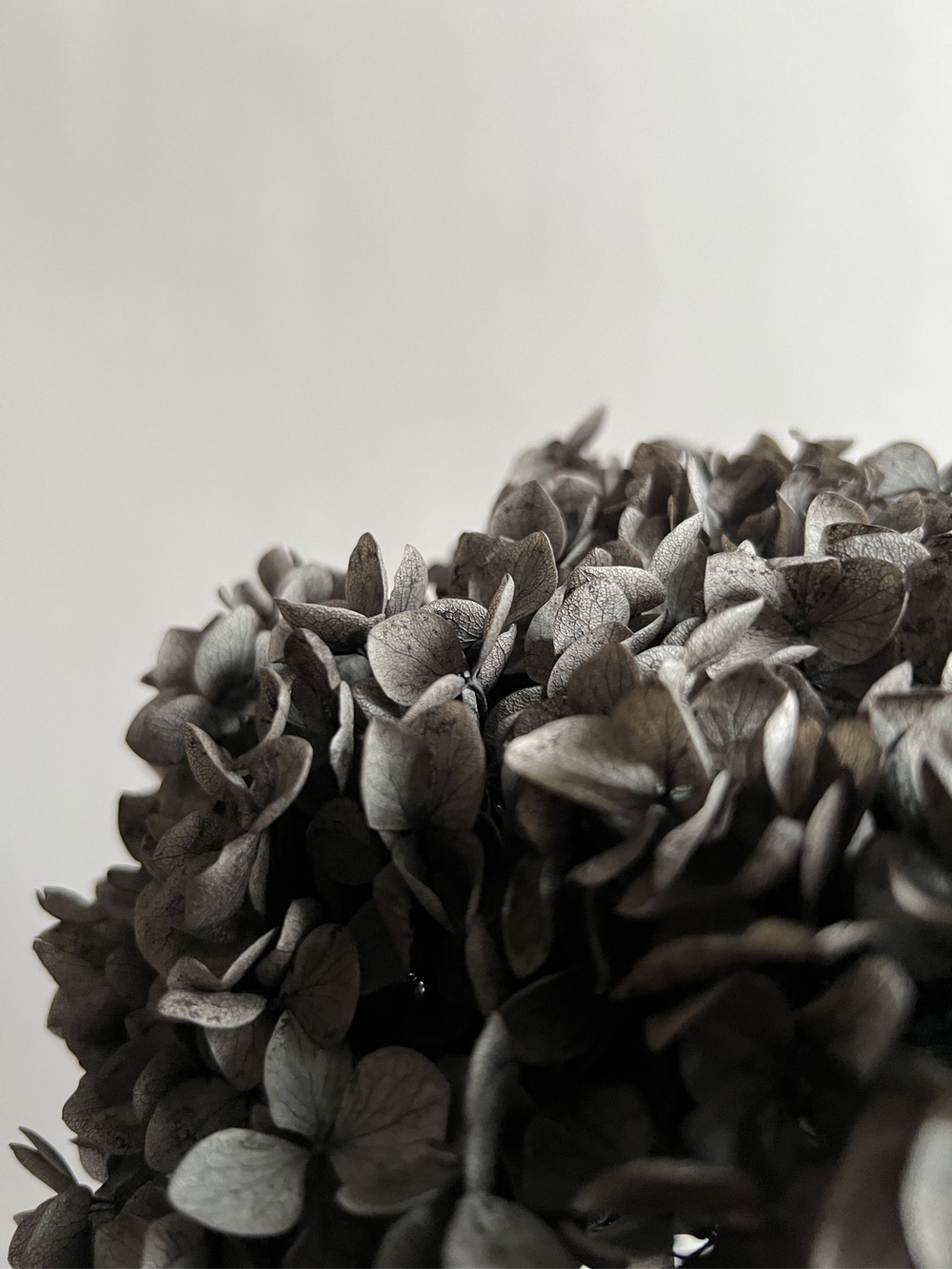 Гортензия стабилизированная черная