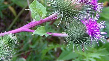 Лопуха войлочного корень