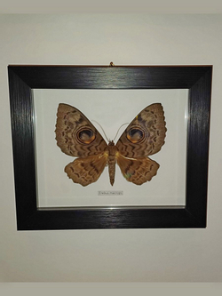 Бабочка Erebus macrops в рамке