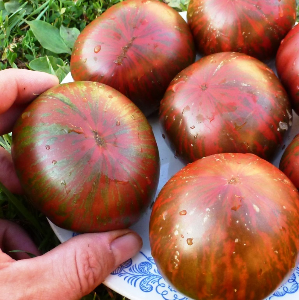 Помидоры - Pink Berkeley Tie-Dye - В стиле Тай-Дай