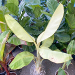 Банан вариегатный NAM WAH KHOM MINT