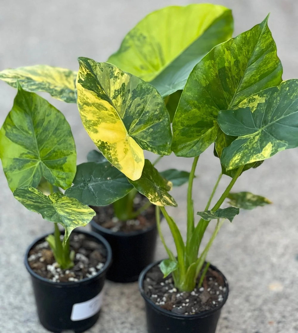 Алоказия Гагеана Ауреа