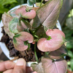 Сингониум AOM STINGRAY