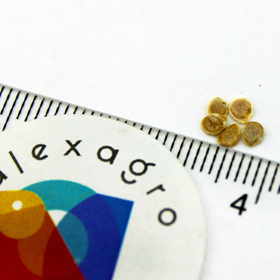 КОРНАБЕЛЬ F1 семена томата купить – фото 8