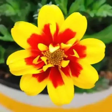 1324 Биденс TAKA TUKA DOUBLE YELLOW RED CENTER