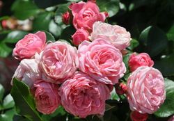 Байландо (Bailando)