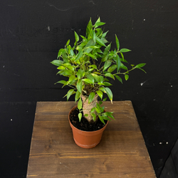 Фикус Бенджамина