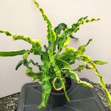 Кротон SAHAT SADECHA