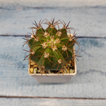 Melocactus Diersianus (Мелокактус)
