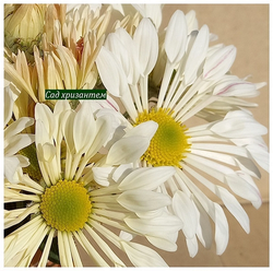 Корейская хризантема Кружевница 🌻 ☘ з.1 🌿 (отгрузка август - сентябрь 2025г)