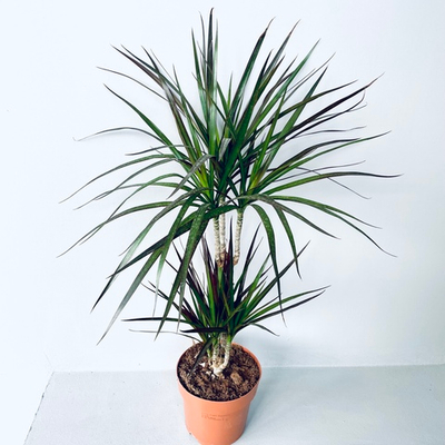 Драцена "Магента" (2 ствола)