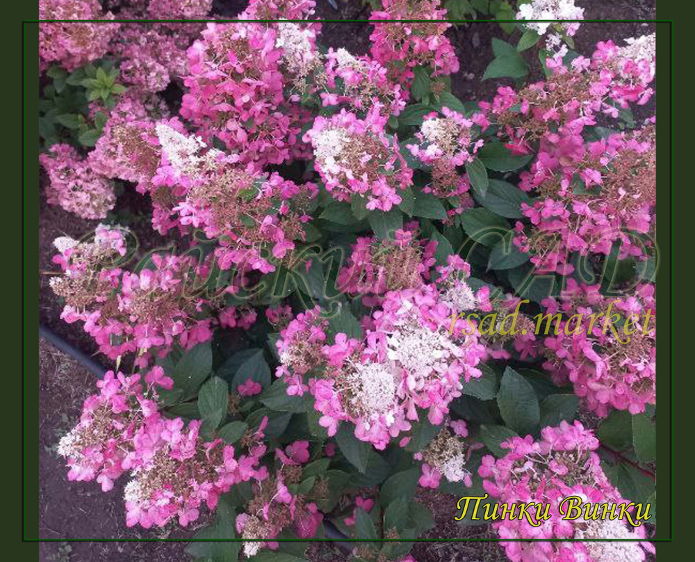 Гортензия метельчатая Пинки Винки - Переливающийся Розовый (Hydrangea paniculata `Pinky Winky`)