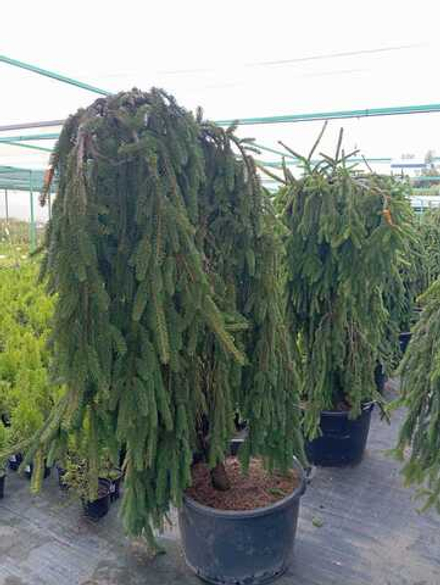 Ель обыкновенная Инверса Премиум С90 140-160