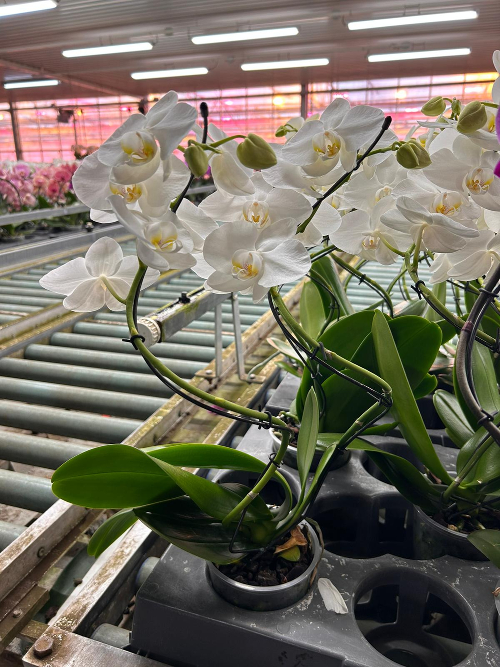 фаленопсис спираль д. 12