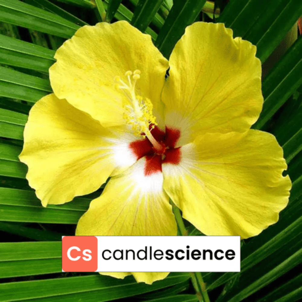 CS - 27 - Hibiscus Palm - Гибискус и пальма