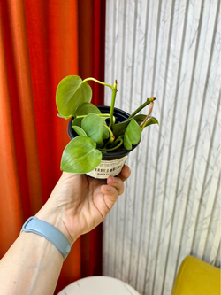 Филодендрон Сканденс, D9см Н15см, 1шт, Urban Jungle