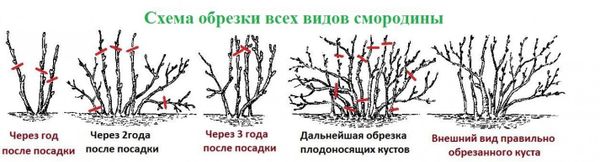 Как повысить урожай смородины: 3 секрета сибирских дачников
