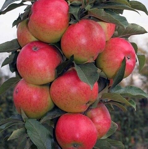 Яблоня колоновидная Луч