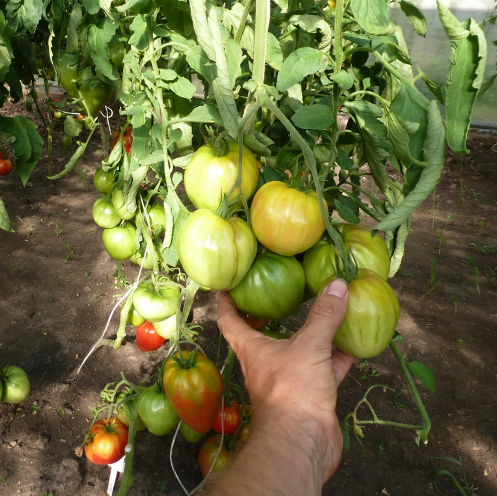 Помидоры Сердце Тибета