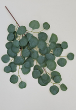 Эвкалипт темный / Арт 1057