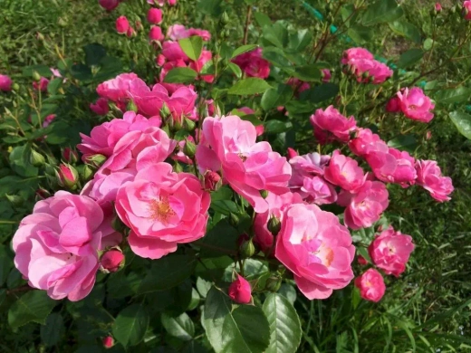 Роза канадская Чарльз Албанель С4 Закупка М43 июнь 2026