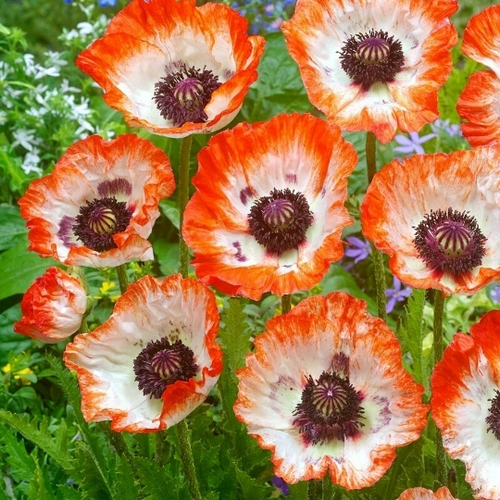 Мак Pinnacle (Декоративный)