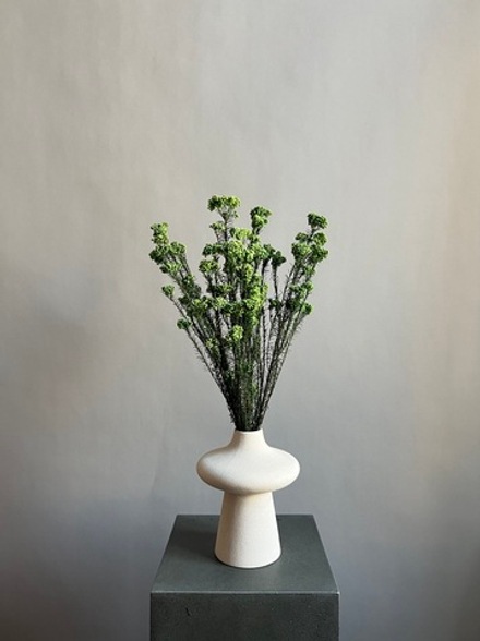 Озотамнус стабилизированный зеленый