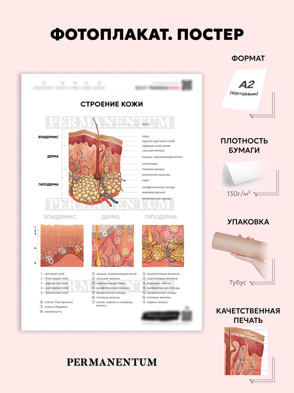 Постер плакат "СТРОЕНИЕ КОЖИ" перманентный макияж обучение