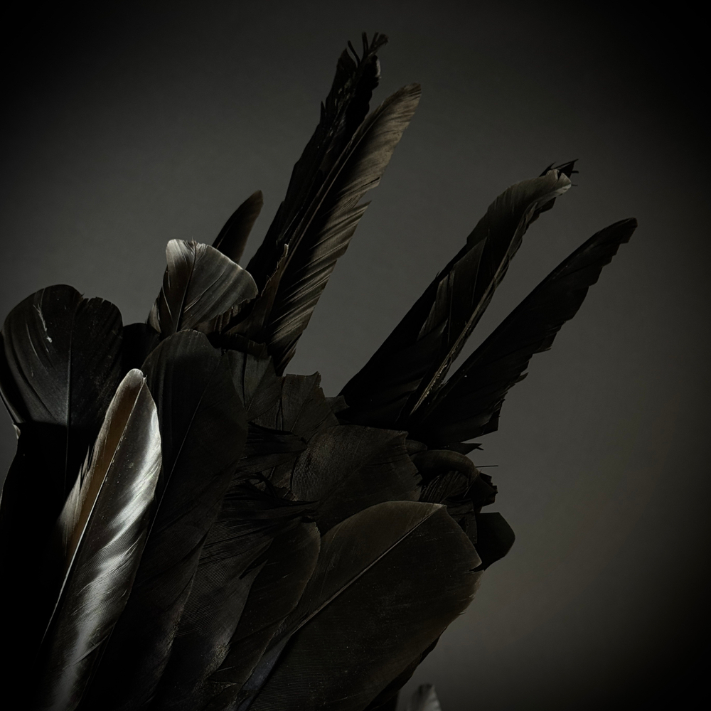 Перья и глаза вОрона