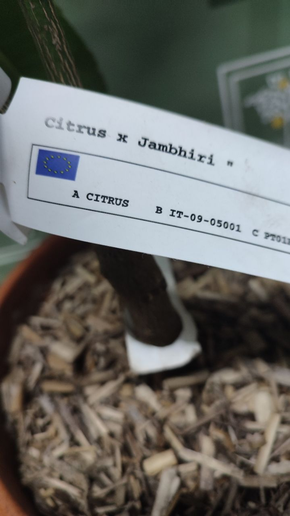 Citrus × jambhiri